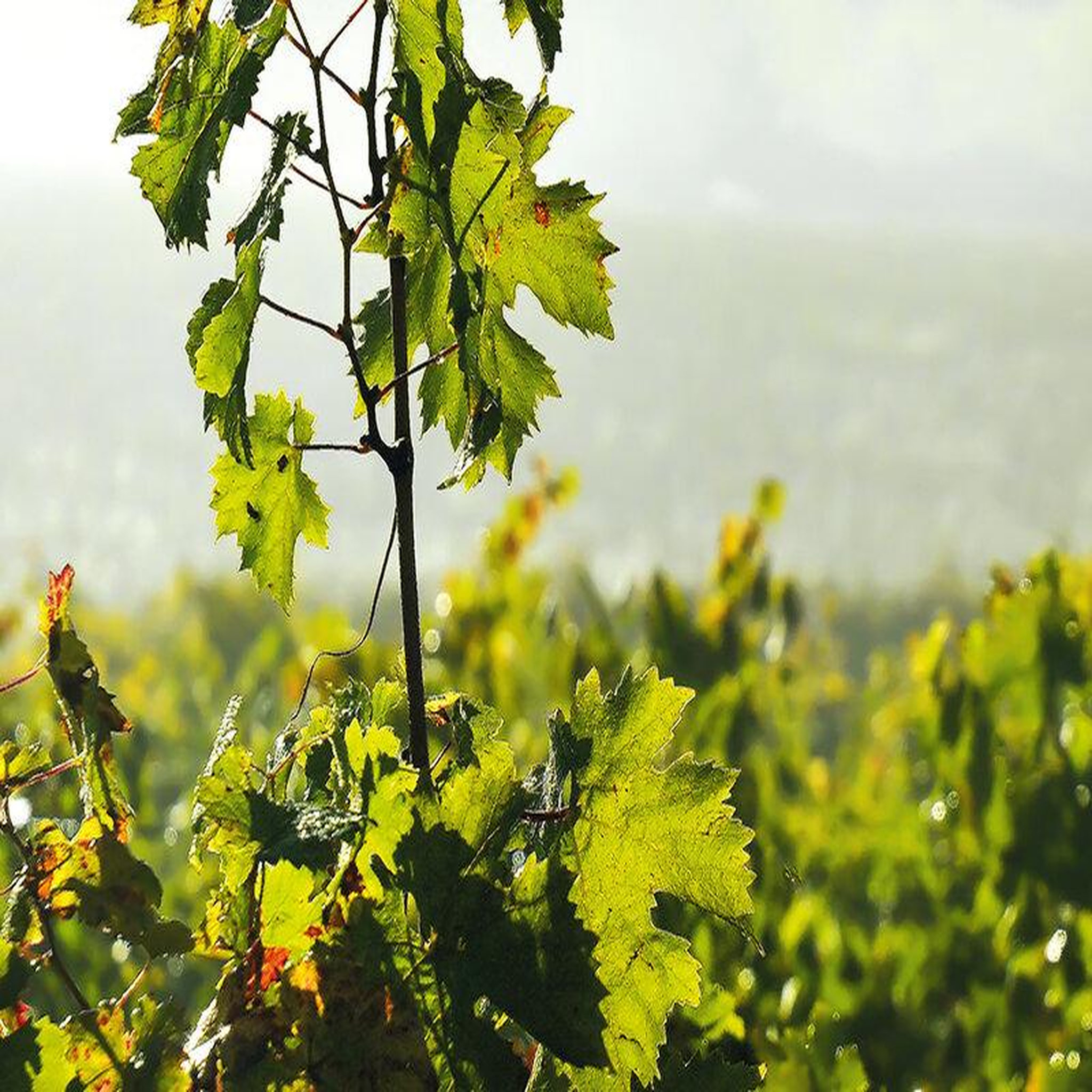 Voir la diapositive 3 : Smartbox Découverte de vignes biodynamiques avec dégustation de vins en gironde - coffret cadeau sport & aventure