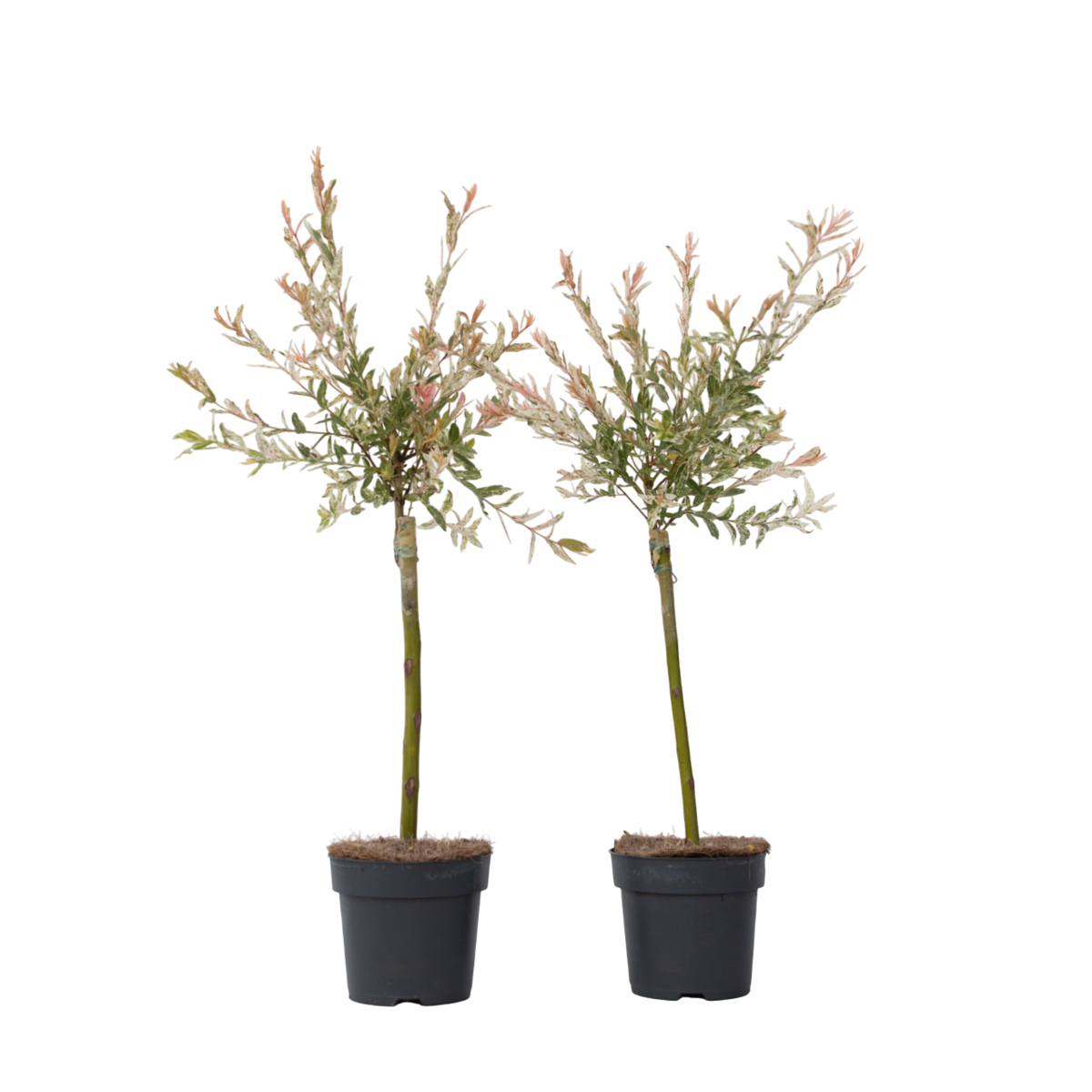PLANT IN A BOX Saule crevette - Set de 2 - Salix integra 'Flamingo' - Hauteur 60-80cm - ⌀17cm
