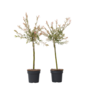 Voir la diapositive 1 : PLANT IN A BOX Saule crevette - Set de 2 - Salix integra 'Flamingo' - Hauteur 60-80cm - ⌀17cm