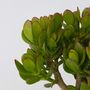 Voir la diapositive 3 : PLANT IN A BOX Arbre de jade - Crassula ovata 'Minor' - Hauteur 45-50cm - ⌀23cm