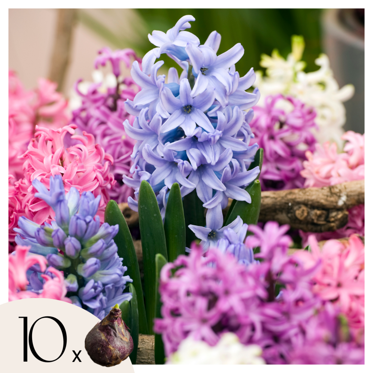 PLANT IN A BOX Jacinthe - Set de 10 - Hyacinthus - Bulbes à fleurs