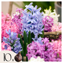 Voir la diapositive 1 : PLANT IN A BOX Jacinthe - Set de 10 - Hyacinthus - Bulbes à fleurs
