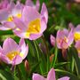 Voir la diapositive 5 : PLANT IN A BOX Tulipe - Set de 100 - Tulipa bakeri 'Lilac Wonder' - Bulbes à fleurs