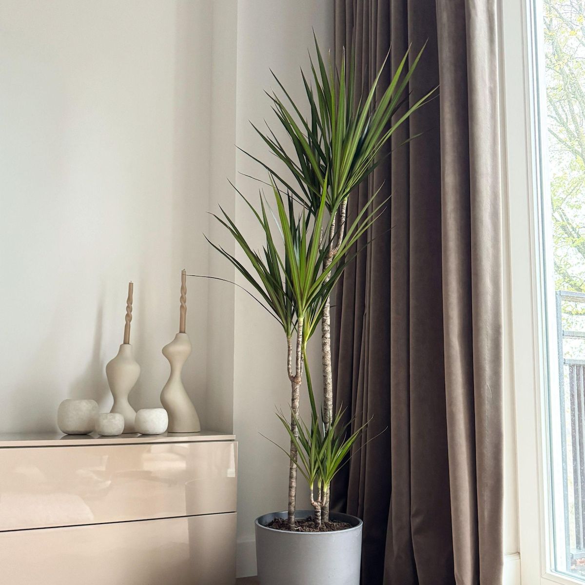 PLANT IN A BOX Dragonnier - Dracaena marginata 'Magenta' - Hauteur 110-130cm - ⌀24cm