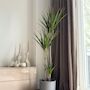 Voir la diapositive 4 : PLANT IN A BOX Dragonnier - Dracaena marginata 'Magenta' - Hauteur 110-130cm - ⌀24cm