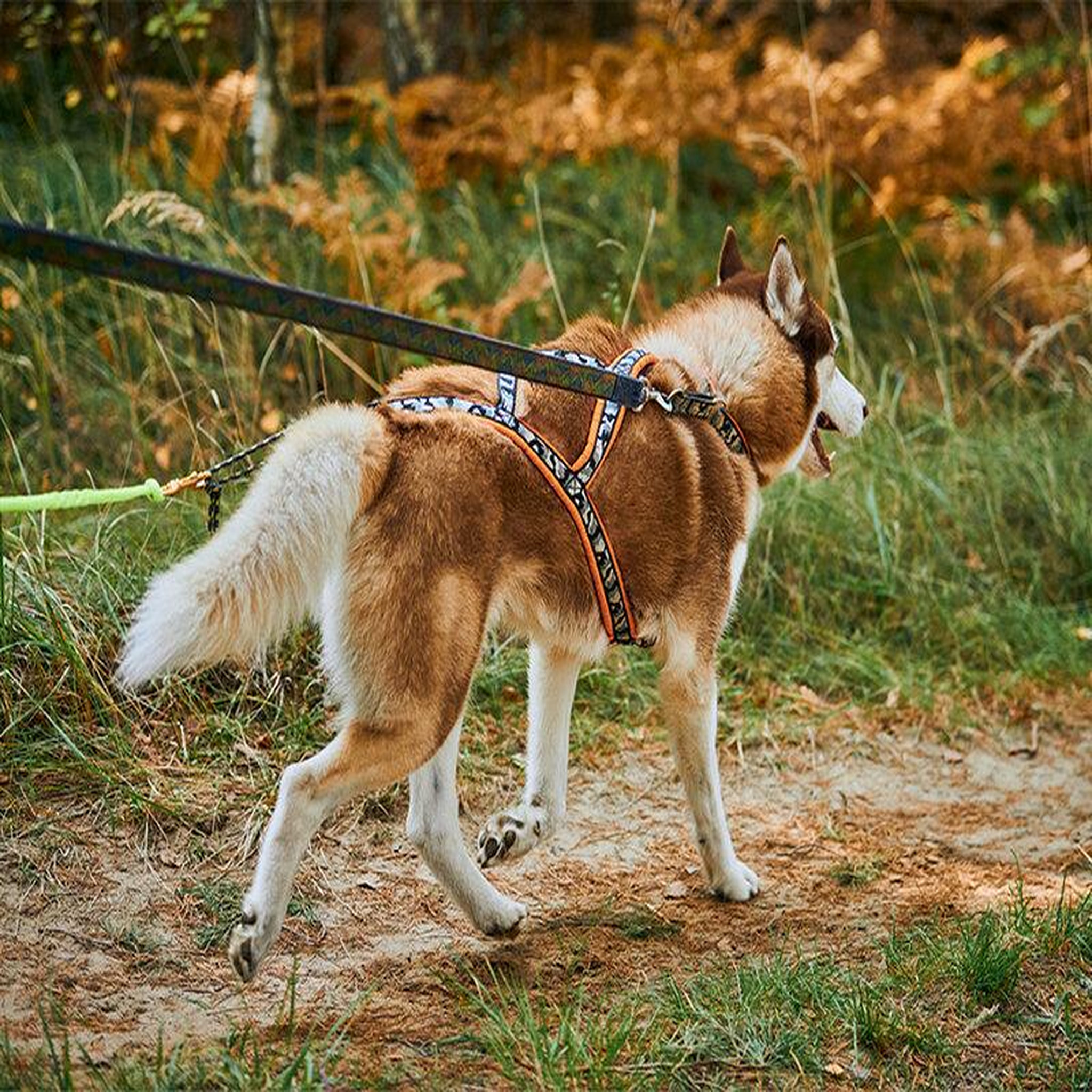Voir la diapositive 3 : Smartbox 2h de Cani-Balade inoubliable pour 1 adulte et 1 enfant près de Valence - Coffret Cadeau Sport & Aventure