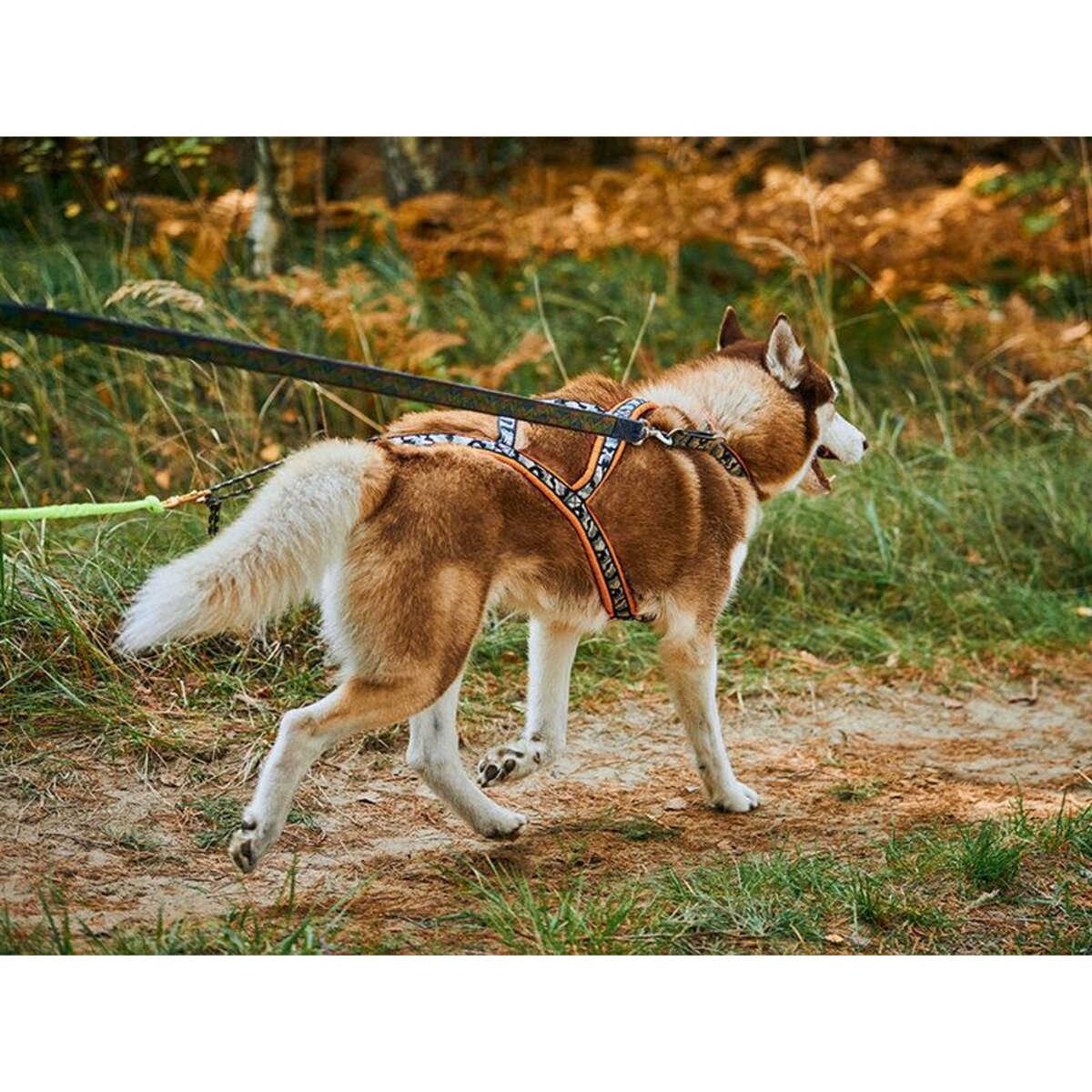 Smartbox 2h de Cani-Balade inoubliable pour 1 adulte et 1 enfant près de Valence - Coffret Cadeau Sport & Aventure