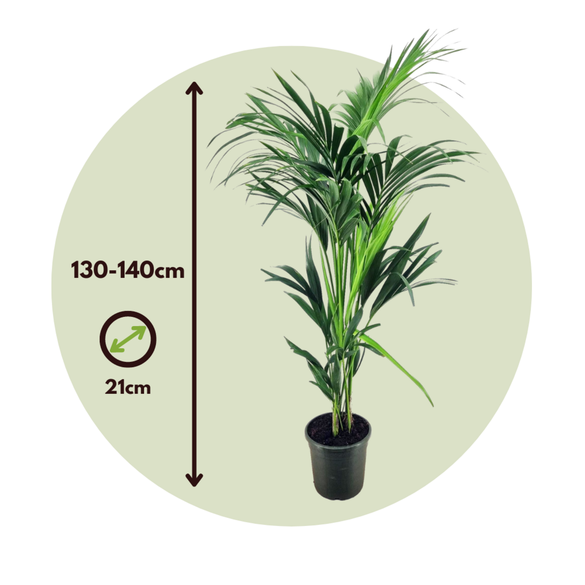 PLANT IN A BOX Palmier Kentia - Howea forsteriana - Hauteur 130-140cm - ⌀21cm