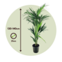 Voir la diapositive 2 : PLANT IN A BOX Palmier Kentia - Howea forsteriana - Hauteur 130-140cm - ⌀21cm