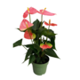 Voir la diapositive 1 : PLANT IN A BOX Langue de feu - Anthurium 'Colorado Pink' - Hauteur 40-55cm - ø14cm