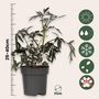 Voir la diapositive 2 : PLANT IN A BOX Sureau noir - Set de 2 - Sambucus nigra 'Black Lace' - Hauteur 25-40cm - ⌀17cm