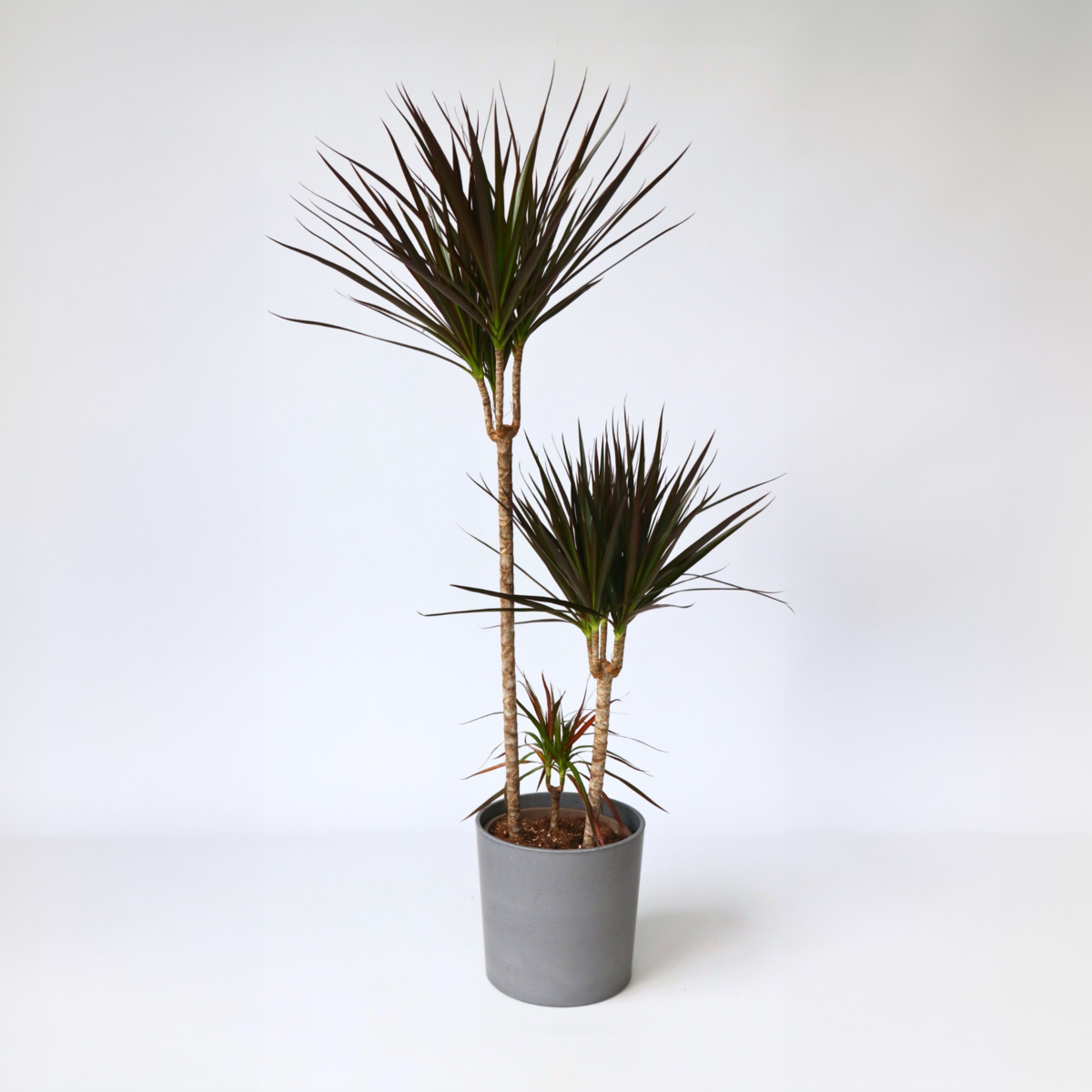 PLANT IN A BOX Dragonnier - Dracaena marginata 'Magenta' - Hauteur 110-130cm - ⌀24cm