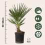 Voir la diapositive 2 : PLANT IN A BOX Palmier nain - Set de 2 - Chamaerops humilis - Hauteur 50-60cm - ⌀15cm