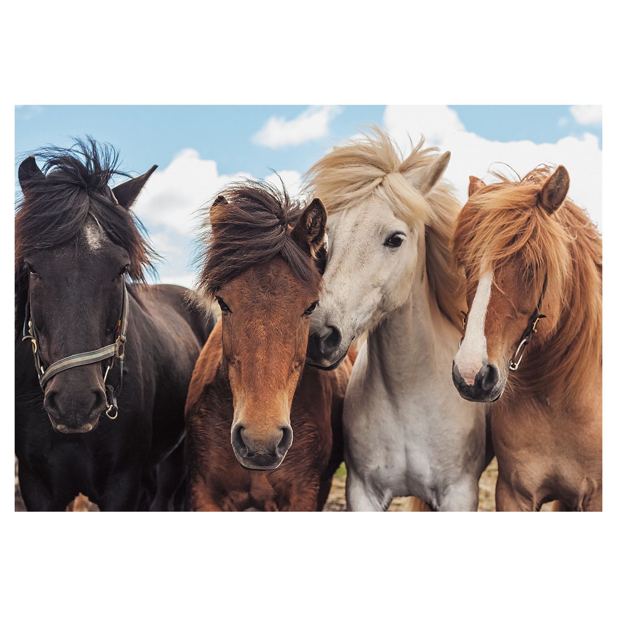 Voir la diapositive 2 : RAVENSBURGER Puzzles 2x24 pièces - L'amour des chevaux