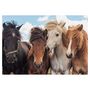 Voir la diapositive 2 : RAVENSBURGER Puzzles 2x24 pièces - L'amour des chevaux