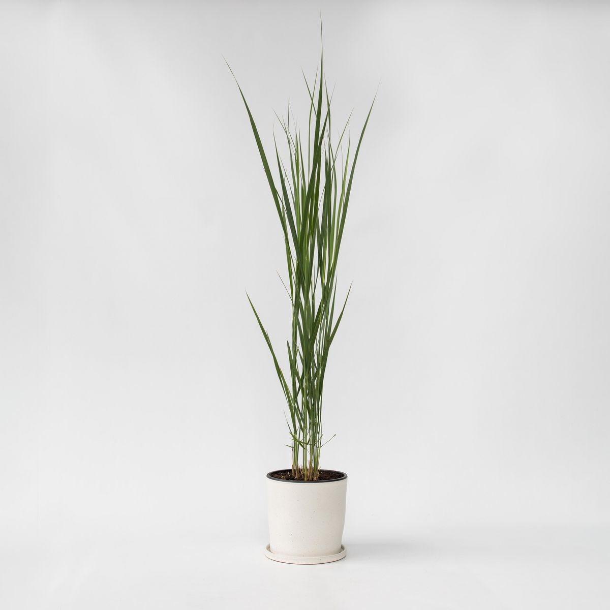 PLANT IN A BOX Panic érigé - Panicum virgatum 'Northwind' - Hauteur 40-60cm - ⌀23cm