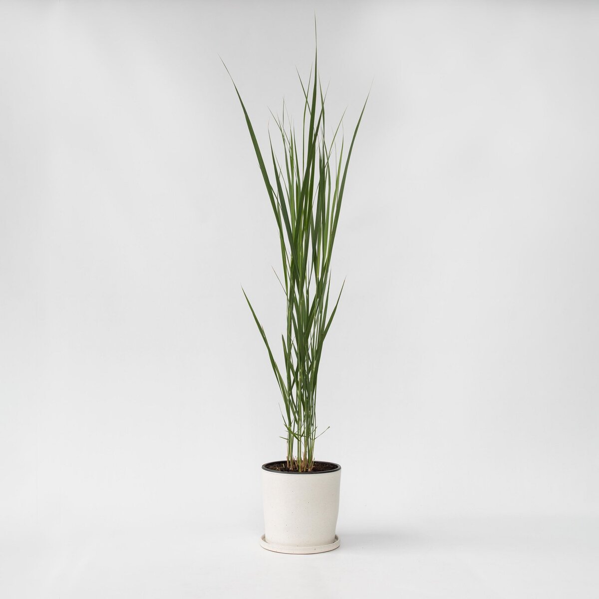 PLANT IN A BOX Panic érigé - Panicum virgatum 'Northwind' - Hauteur 40-60cm - ⌀23cm