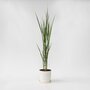 Voir la diapositive 5 : PLANT IN A BOX Panic érigé - Panicum virgatum 'Northwind' - Hauteur 40-60cm - ⌀23cm
