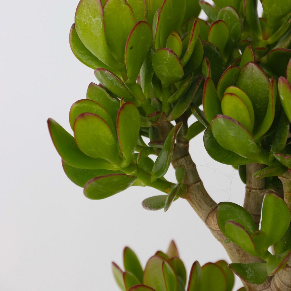 PLANT IN A BOX Arbre de jade - Crassula ovata 'Minor' - Hauteur 60-65cm - ⌀30cm