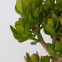 Voir la diapositive 3 : PLANT IN A BOX Arbre de jade - Crassula ovata 'Minor' - Hauteur 60-65cm - ⌀30cm