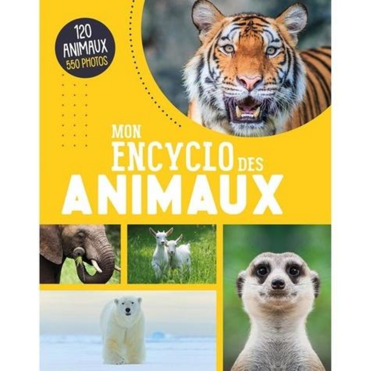 MON ENCYCLO DES ANIMAUX, L'atelier Cloro
