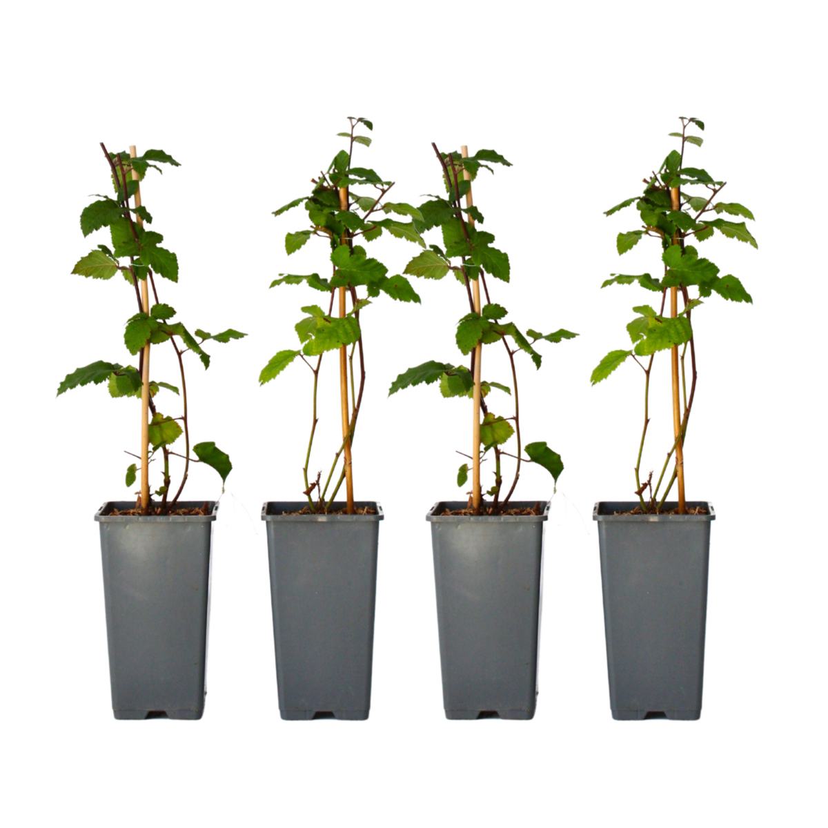 PLANT IN A BOX Mûrier - Set de 4 - Rubus fruticosus 'Thornfree' - Hauteur 50-60cm - ⌀15cm
