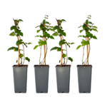 PLANT IN A BOX Mûrier - Set de 4 - Rubus fruticosus 'Thornfree' - Hauteur 50-60cm - ⌀15cm