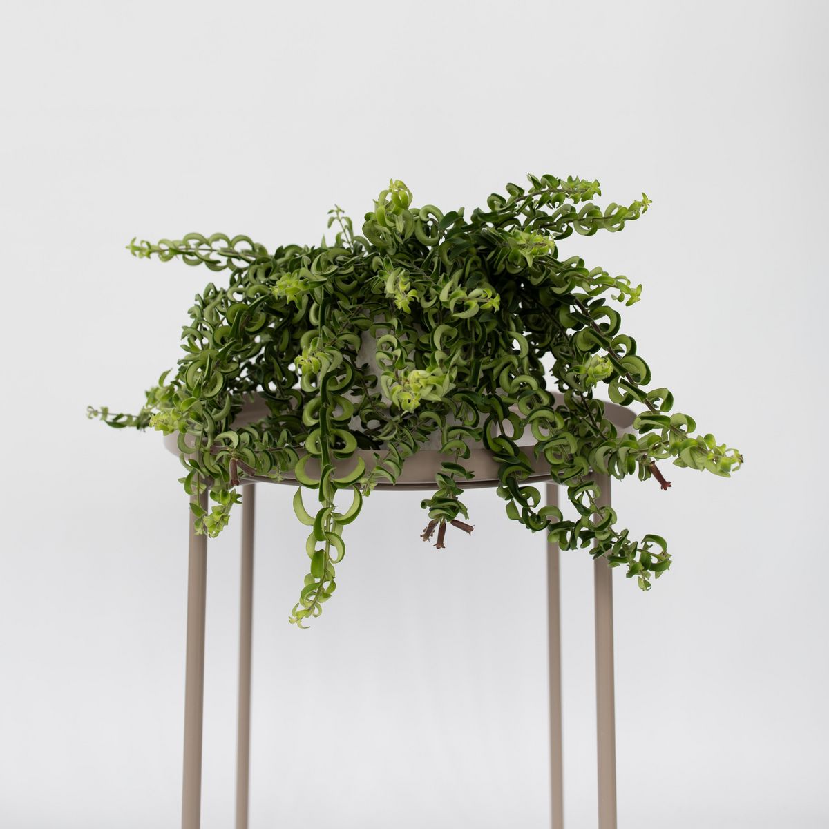 PLANT IN A BOX Plante rouge à lèvres - Set de 2 - Aeschynanthus pulcher - H20-30cm - ⌀15cm