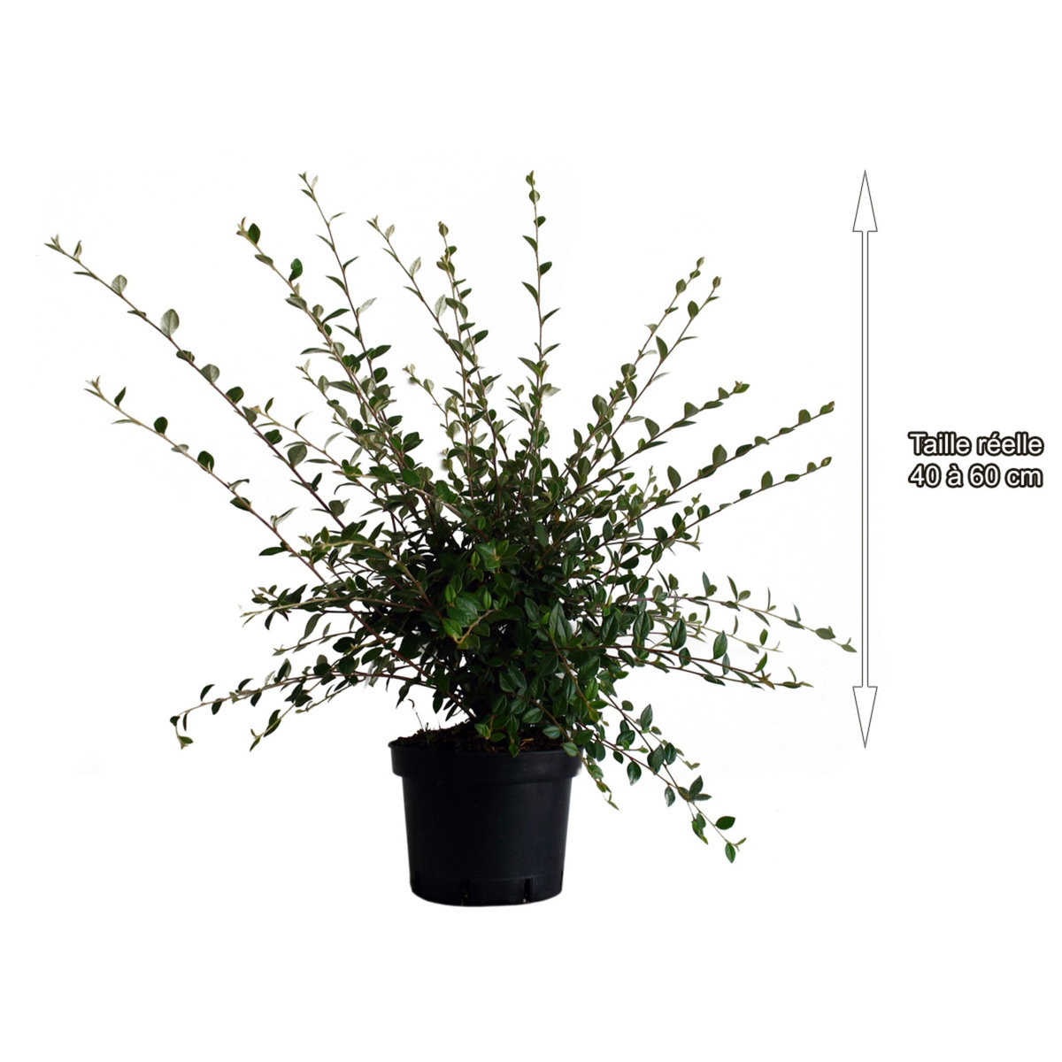 Cotoneaster Franchetii - Arbuste Persistant Pour Haie, Conteneur 3-4 Litres, 20x20x60 Cm