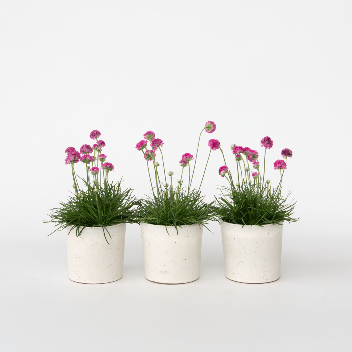 PLANT IN A BOX Oeillet des sables - Set de 3 - Armeria maritima 'Deep Rose' - H20-30cm - ⌀12cm