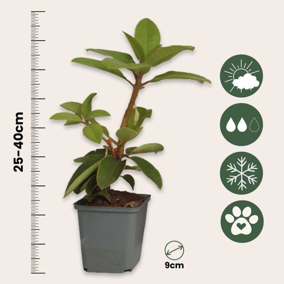 PLANT IN A BOX Buisson à fleurs - Set de 3 - Rhododendron 'Cunningham' - H25-40cm - ⌀9cm