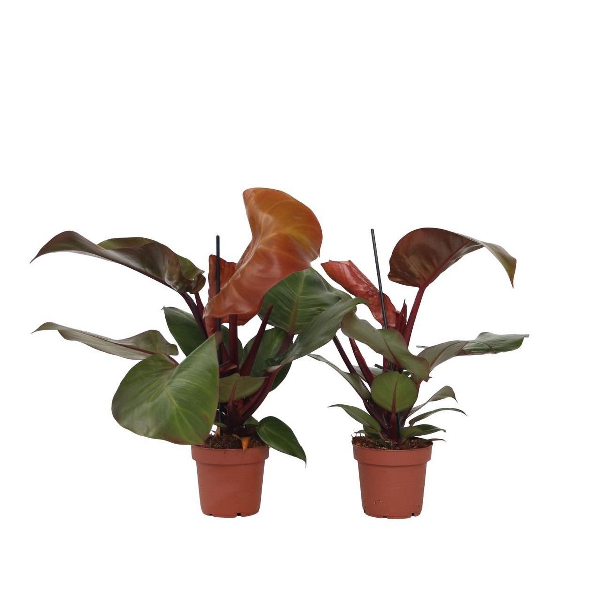 PLANT IN A BOX Plante verte - Set de 2 - Philodendron 'Sun Light' - Hauteur 20-30cm - ⌀12cm