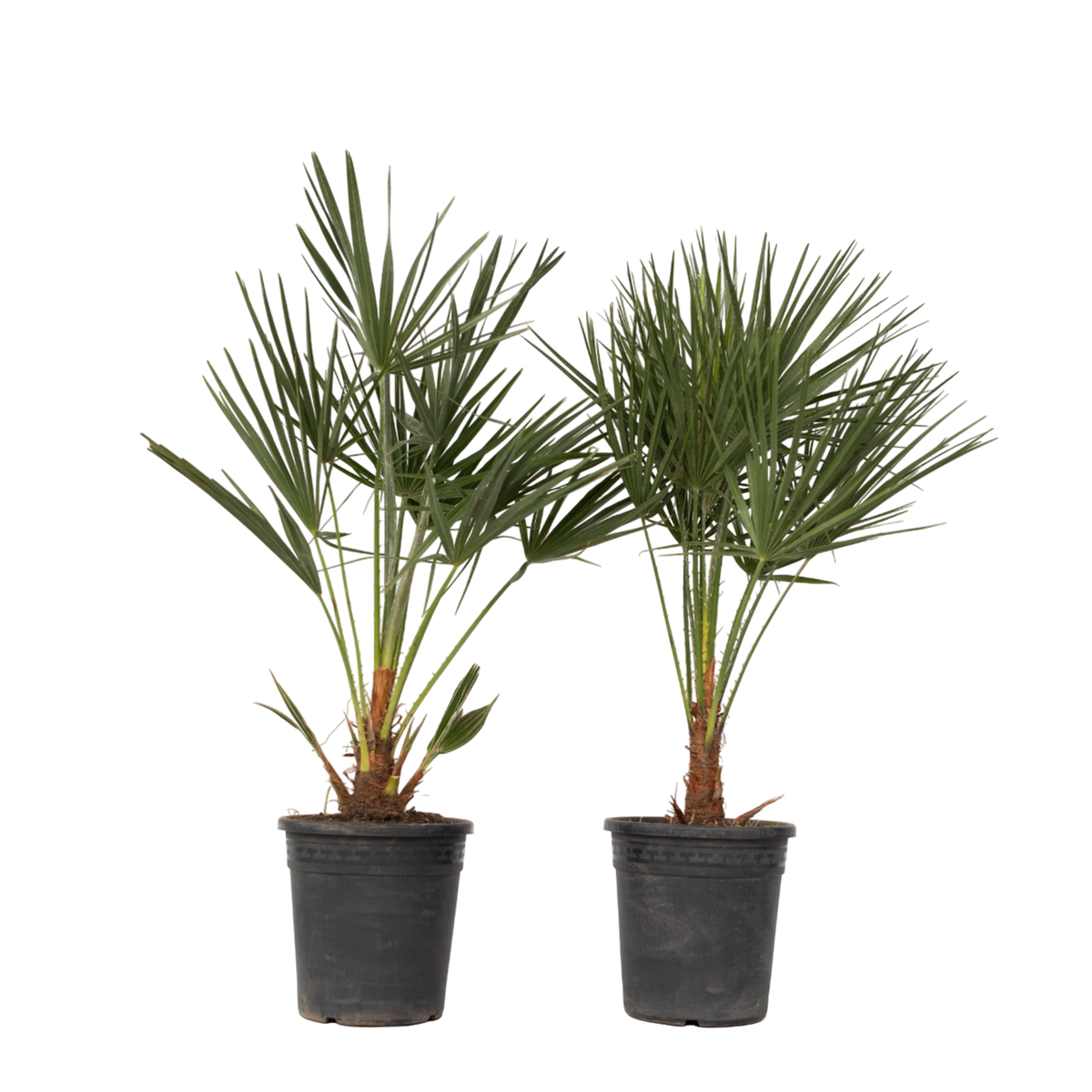 PLANT IN A BOX Palmier nain - Set de 2 - Chamaerops humilis - Hauteur 70-80cm - ⌀21cm