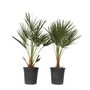 Voir la diapositive 1 : PLANT IN A BOX Palmier nain - Set de 2 - Chamaerops humilis - Hauteur 70-80cm - ⌀21cm