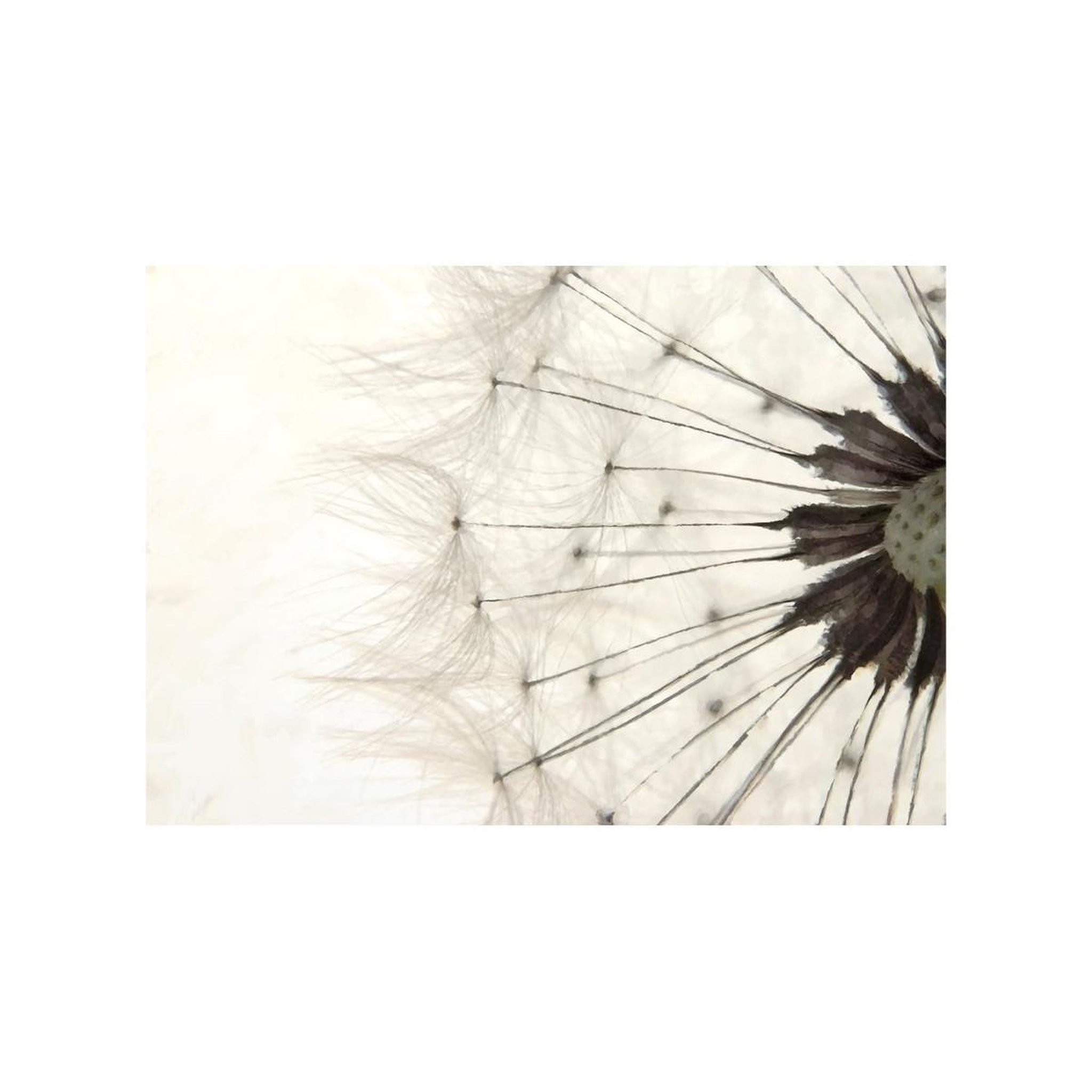 Voir la diapositive 2 : Paris Prix Papier Peint  White Dandelion