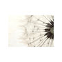 Voir la diapositive 2 : Paris Prix Papier Peint  White Dandelion