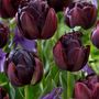 Voir la diapositive 4 : PLANT IN A BOX Tulipe - Set de 15 - Tulipa 'Black Hero' - Bulbes à fleurs