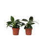 Voir la diapositive 1 : PLANT IN A BOX Plante verte - Set de 2 - Philodendron 'Green Princess' - H20-30cm - ⌀12cm