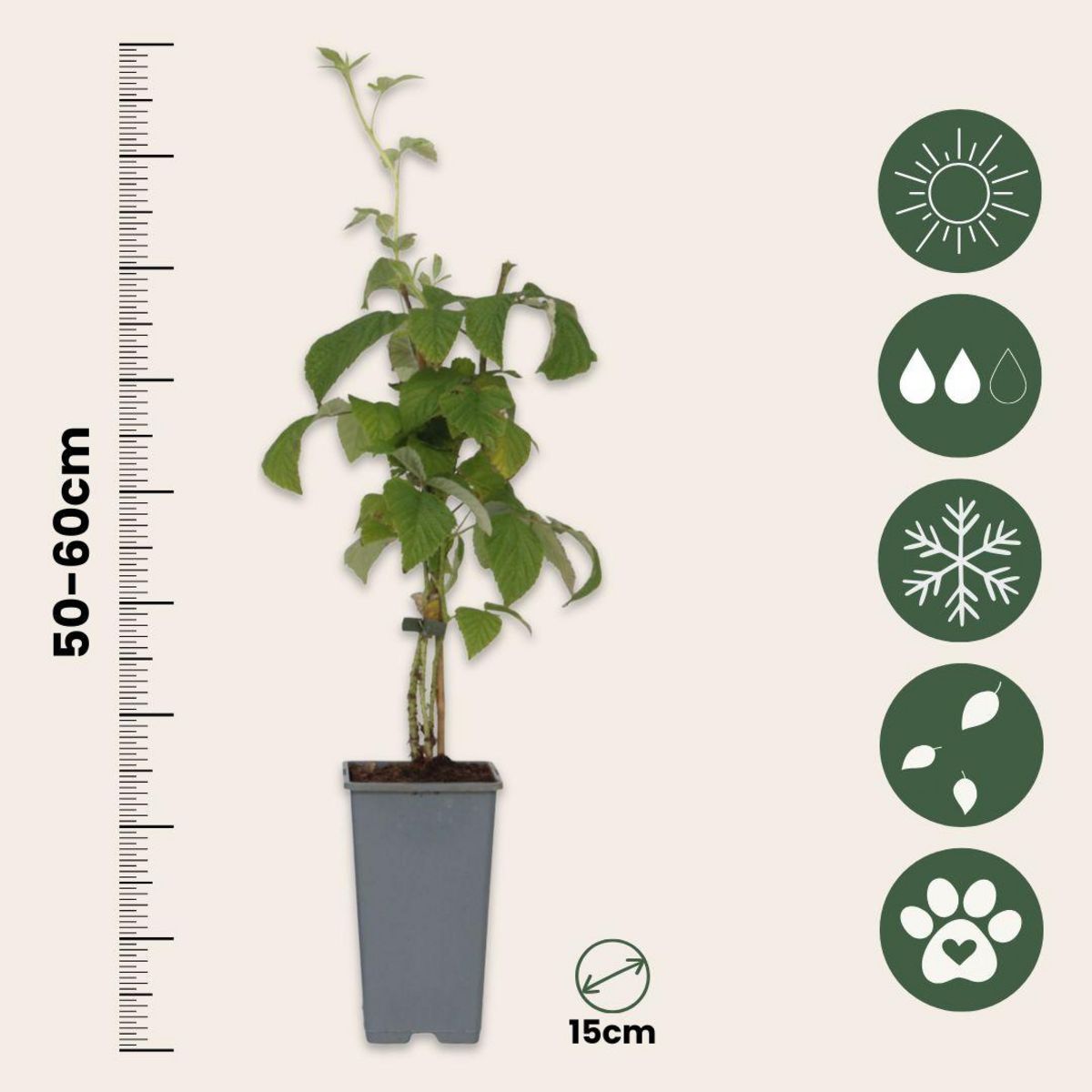 PLANT IN A BOX Framboisier - Set de 2 - Rubus idaeus 'Malling Promise' - H50-60cm - ⌀15cm