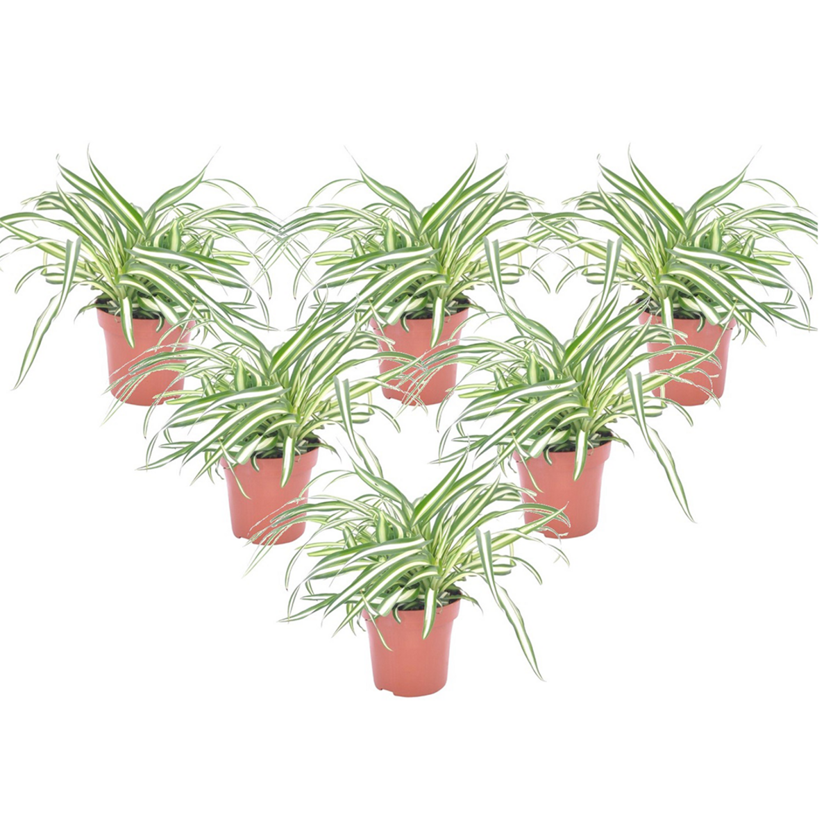 PLANT IN A BOX Plante araignée - Set de 6 - Chlorophytum comosum 'Atlantic' - H25-40cm - ⌀12cm