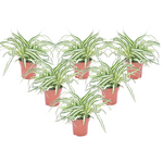 PLANT IN A BOX Plante araignée - Set de 6 - Chlorophytum comosum 'Atlantic' - H25-40cm - ⌀12cm