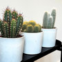 Voir la diapositive 3 : PLANT IN A BOX Mélange de cactus - Lot de 6 - Cactus - Hauteur 15-20cm - ⌀10,5cm