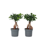 Voir la diapositive 1 : PLANT IN A BOX Bonsaï - Set de 4 - Ficus microcarpa - Hauteur 30-40cm - ⌀12cm