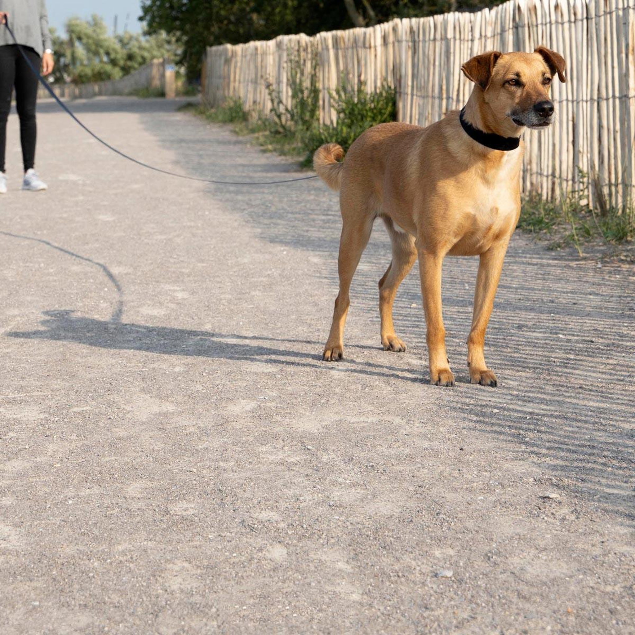 Voir la diapositive 3 : HOMEA Laisse pour chien  a pister  9m noir