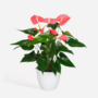 Voir la diapositive 6 : PLANT IN A BOX Langue de feu - Anthurium 'Maine Pink' - Hauteur 55-70cm - ø17cm