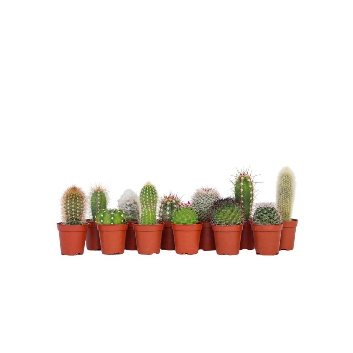 PLANT IN A BOX Mélange de mini cactus - Set de 12 - Cactus - Hauteur 5-10cm - ⌀5,5cm