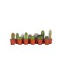 Voir la diapositive 1 : PLANT IN A BOX Mélange de mini cactus - Set de 12 - Cactus - Hauteur 5-10cm - ⌀5,5cm