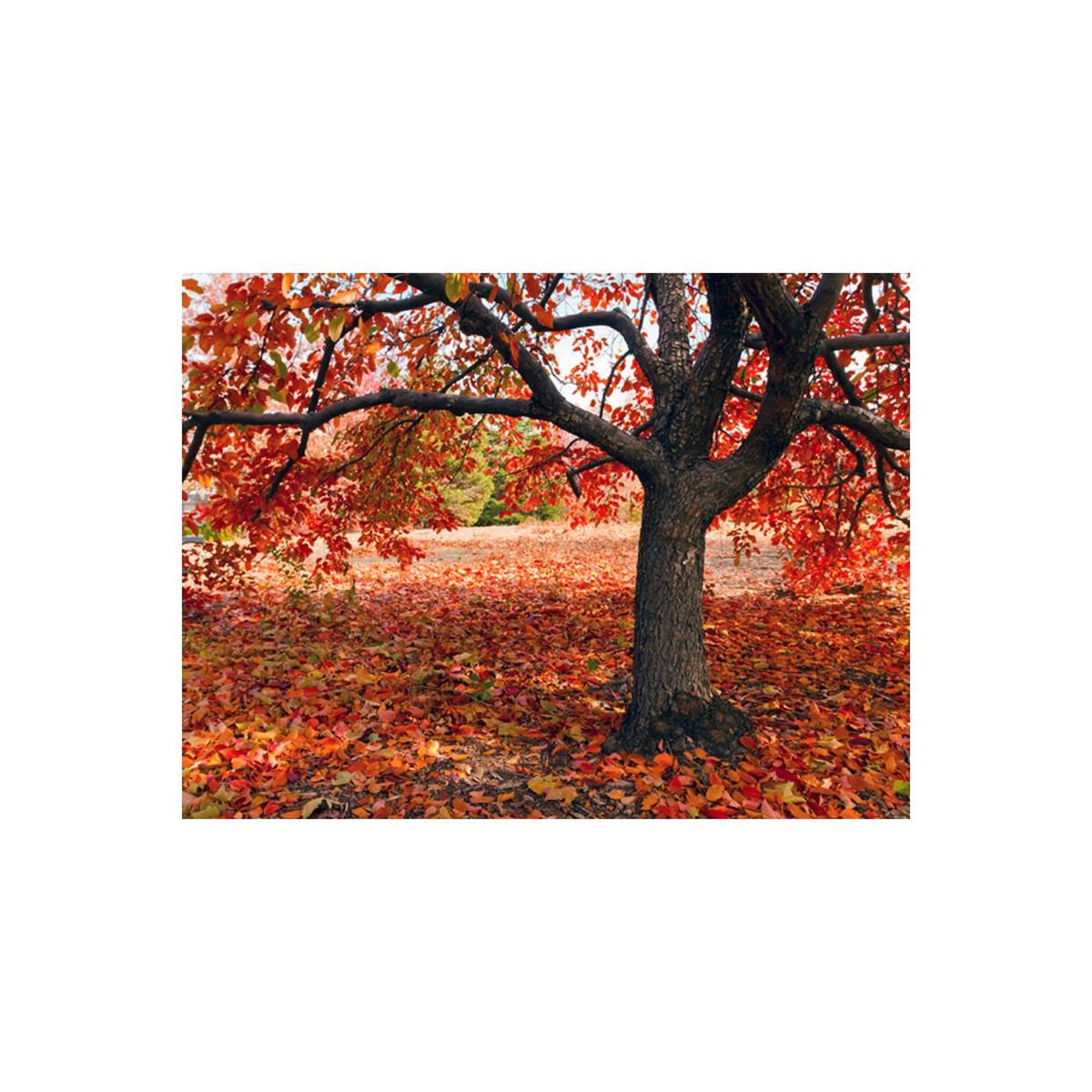 Voir la diapositive 2 : Paris Prix Papier peint  arbre d'automne
