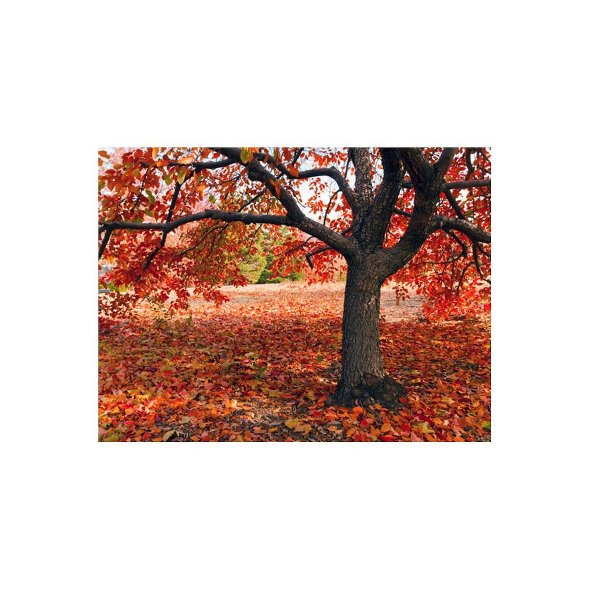 Paris Prix Papier Peint  Arbre D'automne