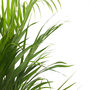 Voir la diapositive 3 : PLANT IN A BOX Palmier areca - Dypsis lutescens - Hauteur 140-150cm - ⌀27cm